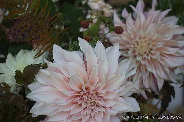 Cafe Au Lait Dahlias