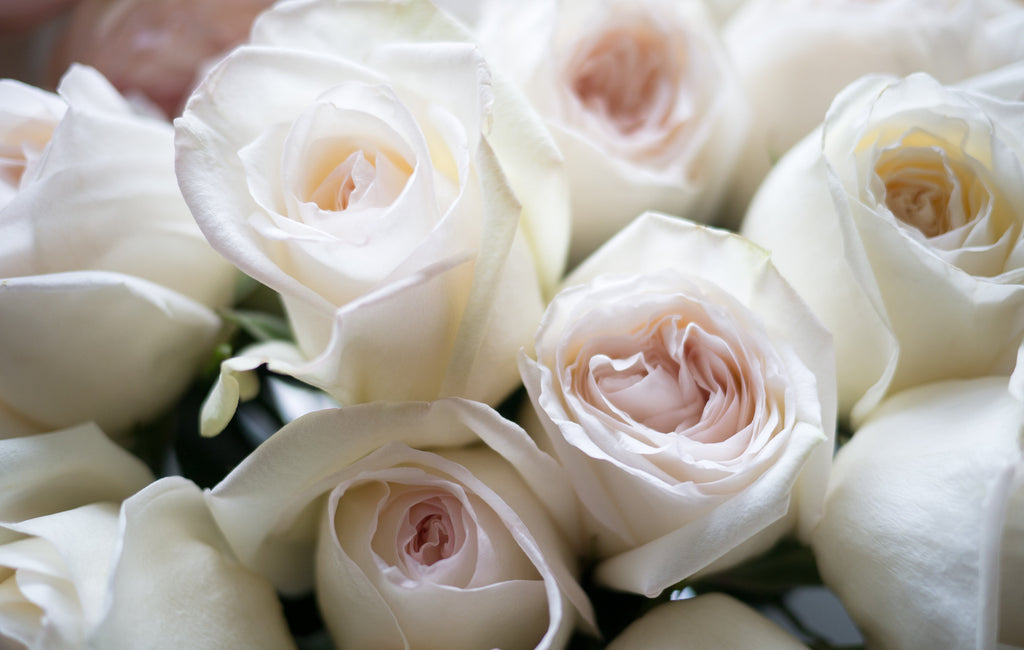 blush garden roses