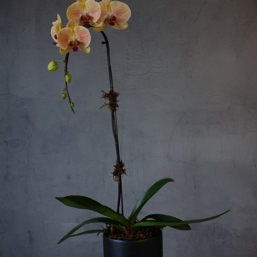 Apricot Elegant Orchid