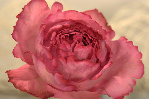 Feature Flower – Garden Roses!