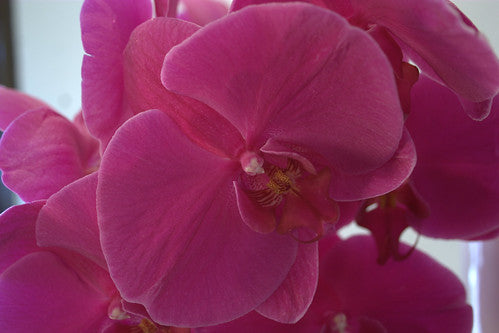 Feature Flower – Phalaenopsis orchid