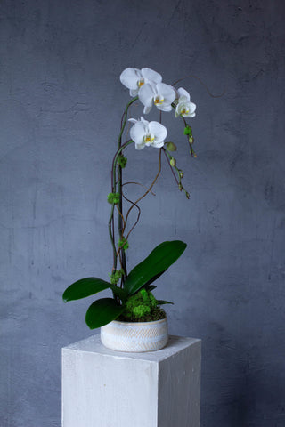 Classic White Orchid - Double Stem