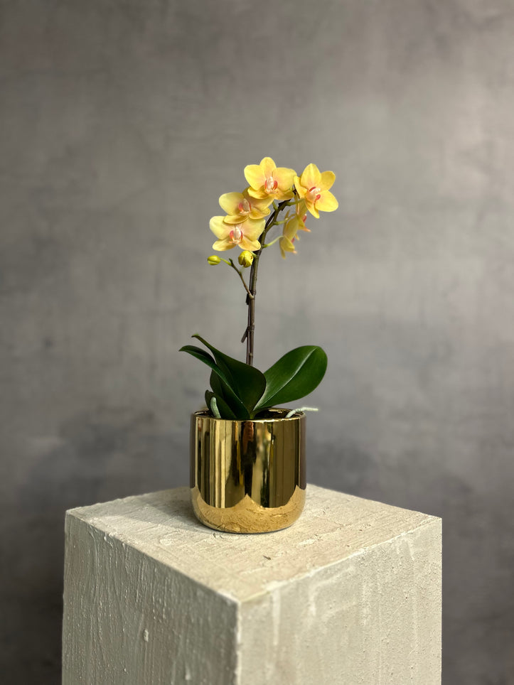 Gold Mini Orchid Plant