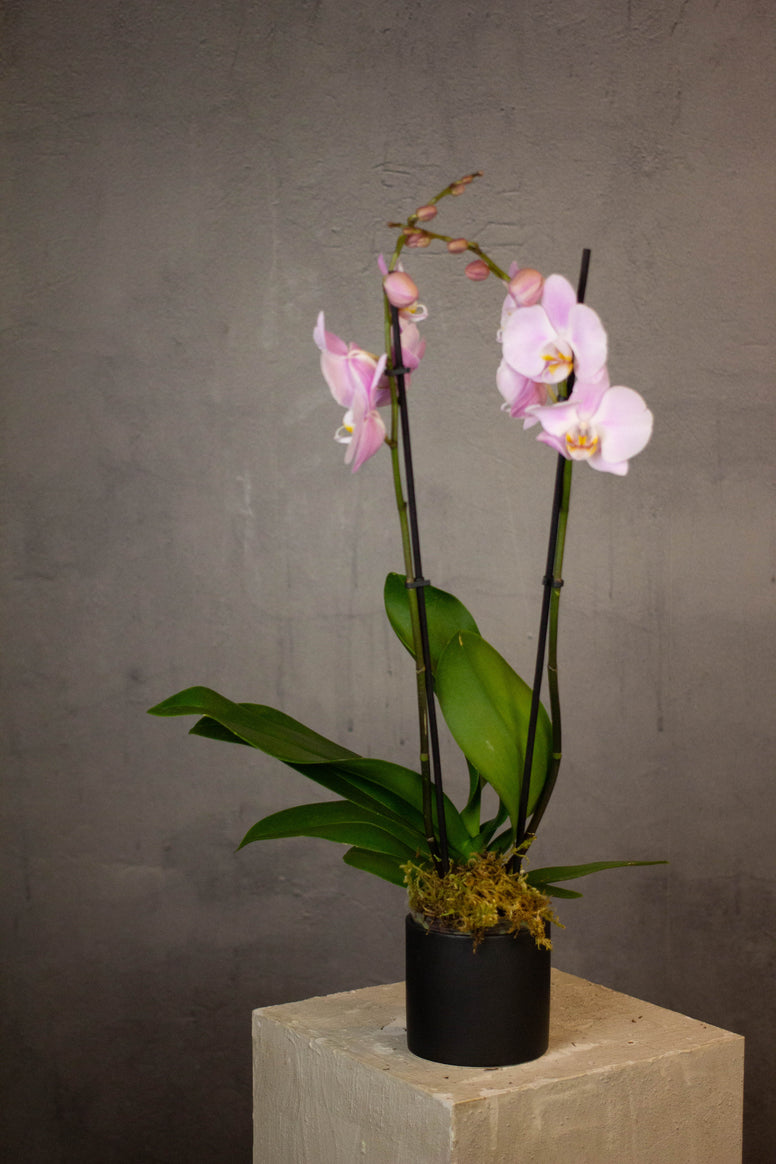 Phalaenopsis Orchids