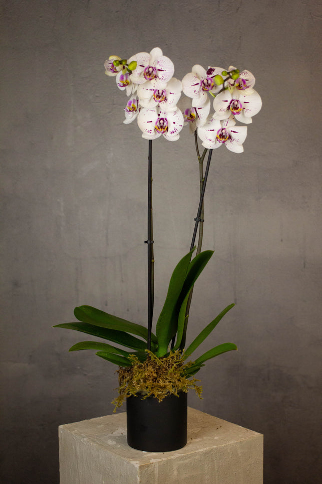 Phalaenopsis Orchids
