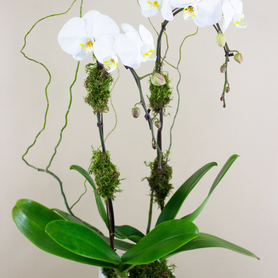 Classic White Orchid